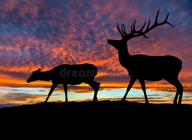Silhouette of Two Red Deer Elk at Sunset