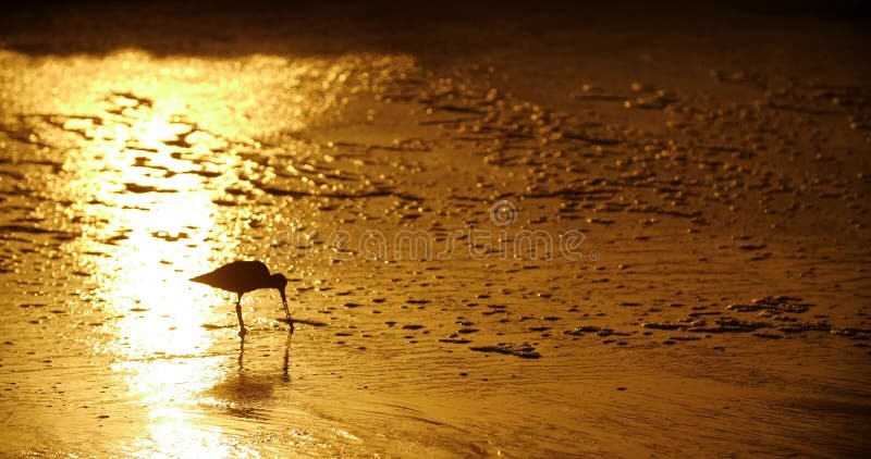 Silhouette van kleine vogeltjes die op het strand van de oceaan in sunset california usa eten