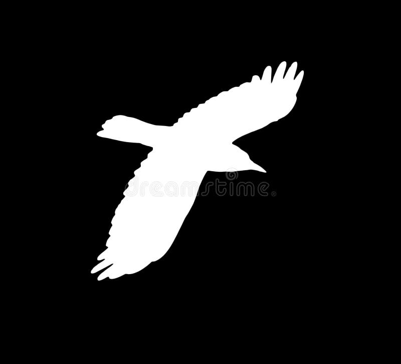Silhouette of a White Crow on a Black Background Stock Illustration -  Illustration of elegance, animals: 139694211