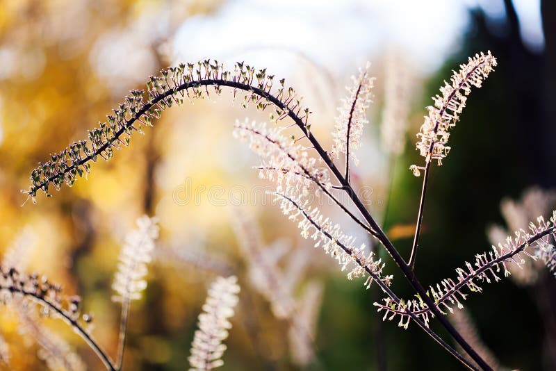 Silhouette of a wild plant with small flowers in the backlight of the setting sun. selective focus, soft blur and bokeh. Effect stock photos Silhouette of a wild plant with small flowers in the backlight of the setting sun. selective focus, soft blur and bokeh. Effect stock photos