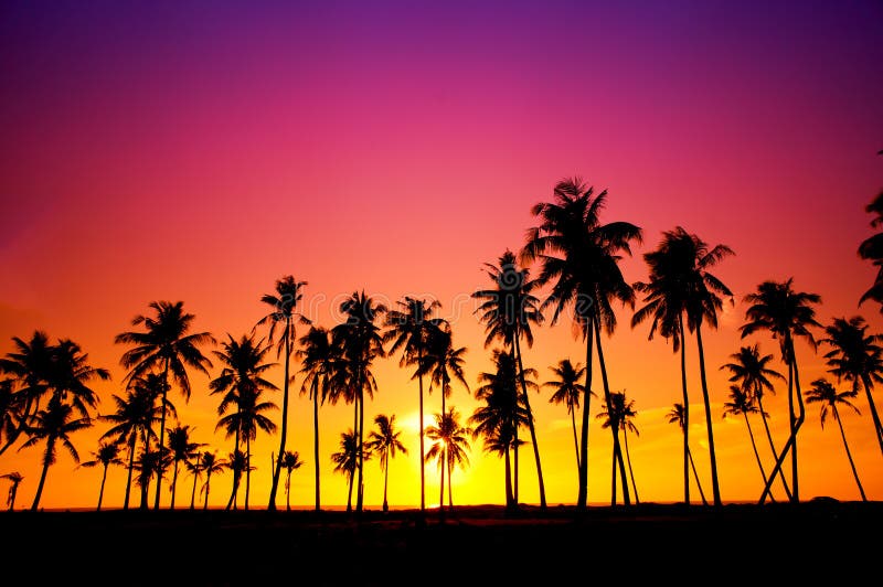 Silhouetted av kokosnöttree
