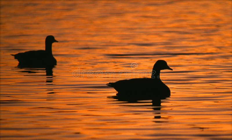 Silhouetted Canada Geese