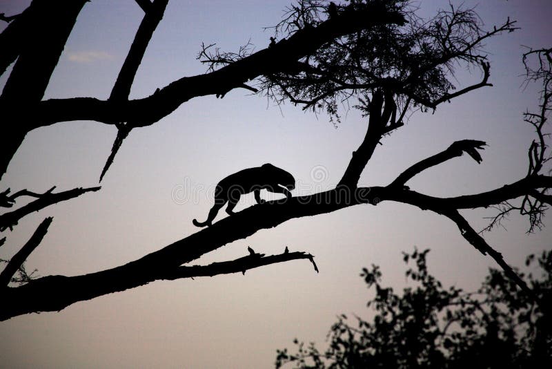 Silhouetted Leopard stock image. Image of mammal, plains - 2004649