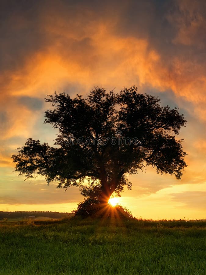 Silhouetted lone tree with dramatic sunset sky royalty free stock photos