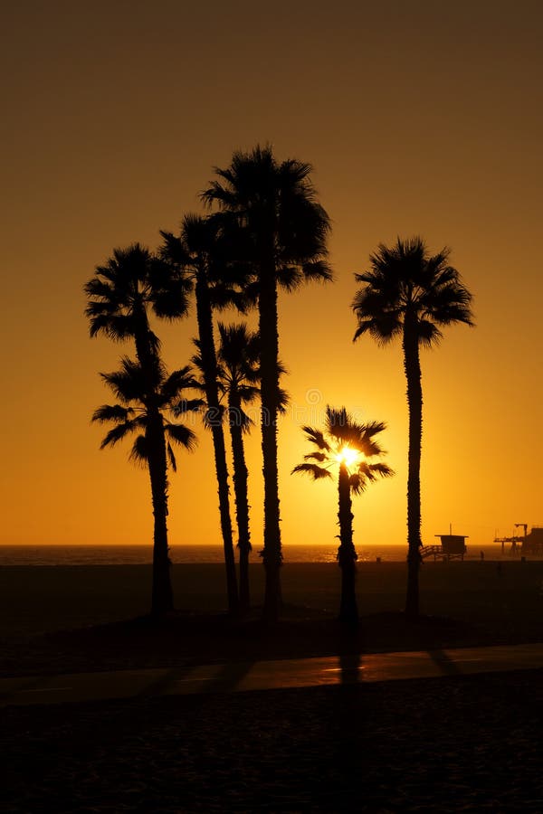 Silhouetted palms at Sunset