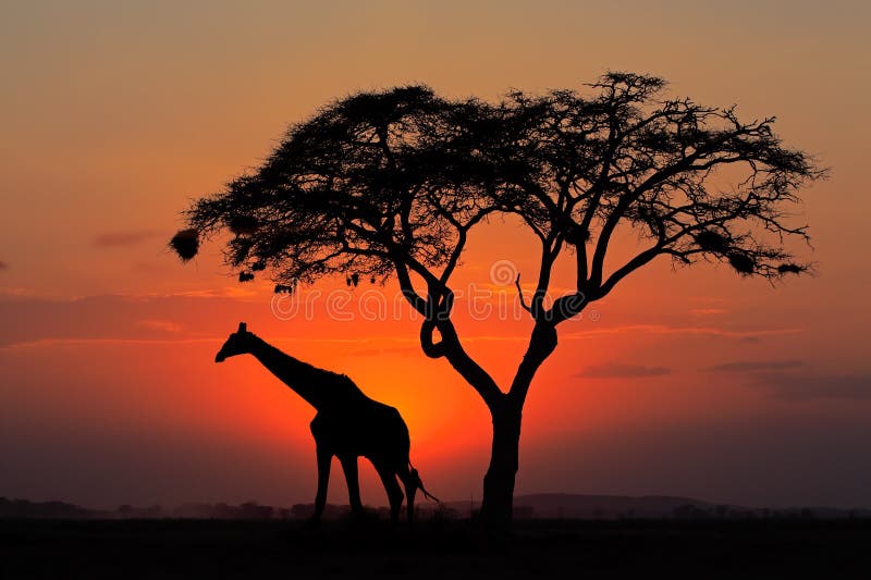 Giraffe silhouette sunset Kenya