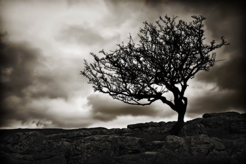 En blanco y negro escénico de reconocemos un árbol sobre el norte piedra muro a escena, inglaterra.