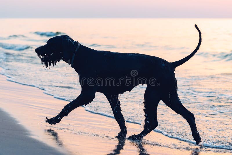 Silhouetted фото большого шнауцера черной собаки стоковое изображение Silhouetted фото большого шнауцера черной собаки стоковое изображение