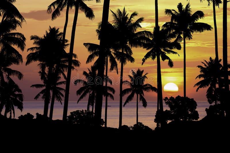 Silhouettekokosnöttree på solnedgången