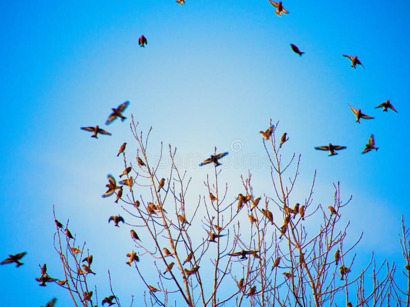 Silhouettes of Birds Flying on Blue Sky Background Stock Image - Image of  bright, scenery: 38943987