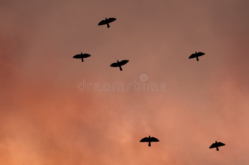 Silhouettes of black birds - a crow on the background of a toned sky. Concept of War royalty free stock image Silhouettes of black birds - a crow on the background of a toned sky. Concept of War royalty free stock image