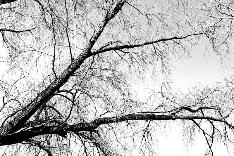Silhouettes of a Black Tree without Leaves on a White Background
