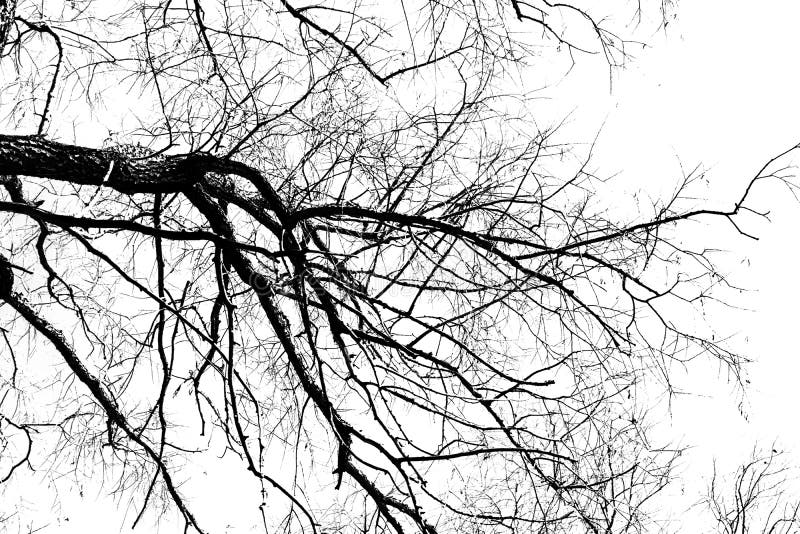Silhouettes of a Black Tree without Leaves on a White Background