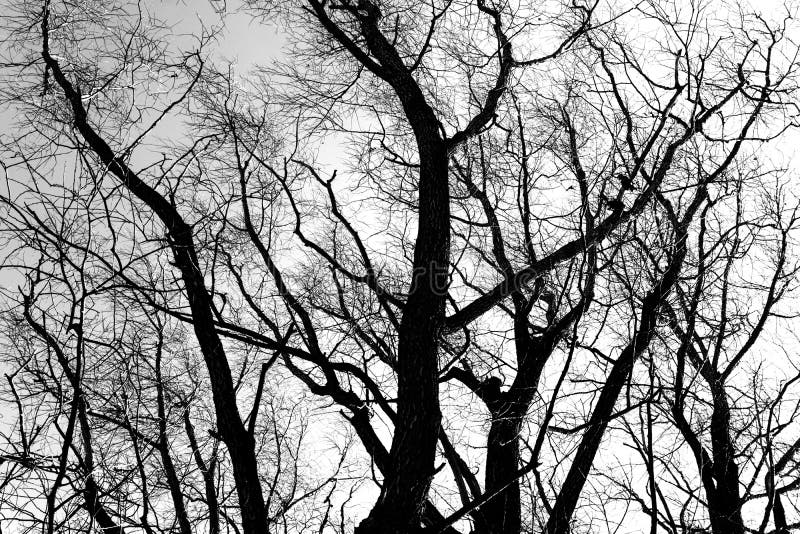 Silhouettes of a Black Tree without Leaves on a White Background