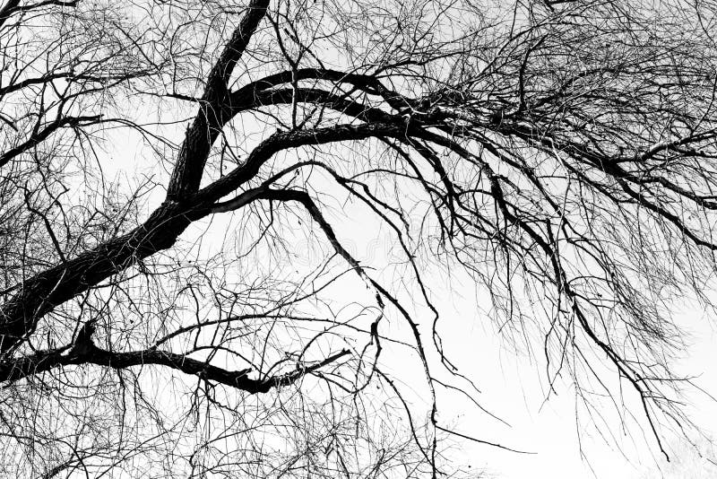 Silhouettes of a Black Tree without Leaves on a White Background