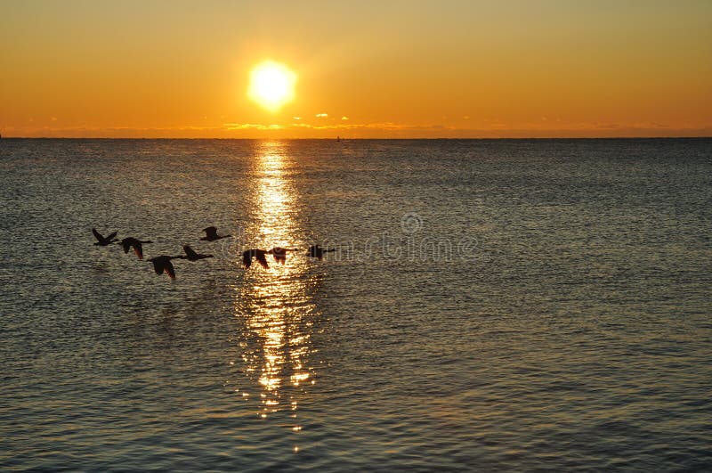 Silhouettes of Canadian Geese Flying at Sunrise royalty free stock photo