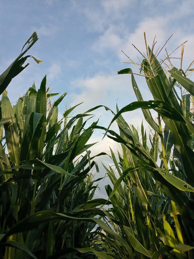 Silhouettes of Corn Leaves at the Corn Field in the Morning Stock Image