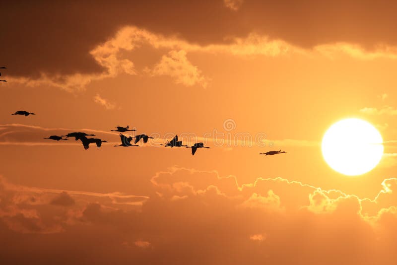 Silhouettes of Cranes&x28; Grus Grus&x29; at Sunset Germany Baltic Sea