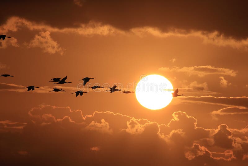 Silhouettes of Cranes&x28; Grus Grus&x29; at Sunset Germany Baltic Sea