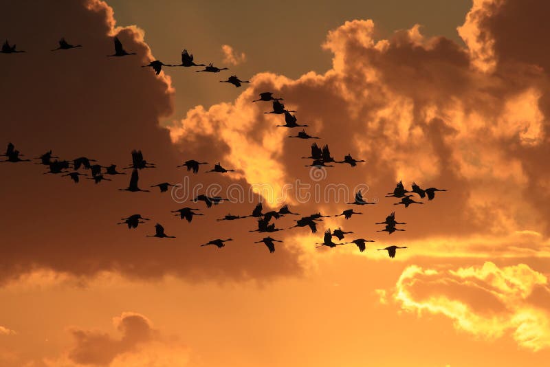 Silhouettes of Cranes&x28; Grus Grus&x29; at Sunset Germany Baltic Sea