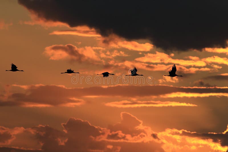 Silhouettes of Cranes&x28; Grus Grus&x29; at Sunset Germany Baltic Sea