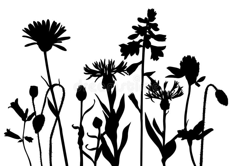 Ensemble De 26 Silhouettes De Vecteur Des Herbes, Des Plantes Sauvages