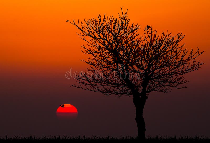 Silhouettes of dead tree