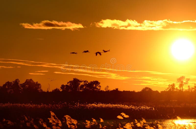 Silhouettes des grues de Sandhill en vol au coucher du soleil image stock Silhouettes des grues de Sandhill en vol au coucher du soleil image stock