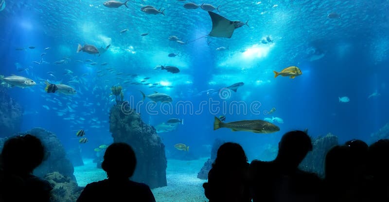Silhouettes des personnes contre l'aquarium bleu photographie stock Silhouettes des personnes contre l'aquarium bleu photographie stock