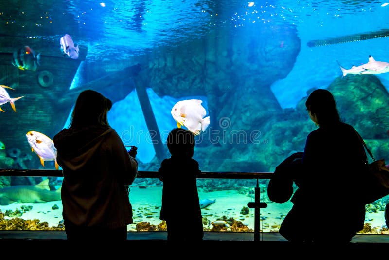 Silhouettes des personnes dans l'Oceanarium image stock Silhouettes des personnes dans l'Oceanarium image stock