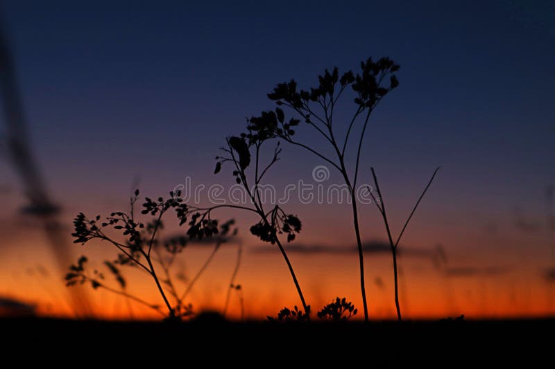 Silhouettes of dry plants against the background of a purple-gold sunset sky, close-up