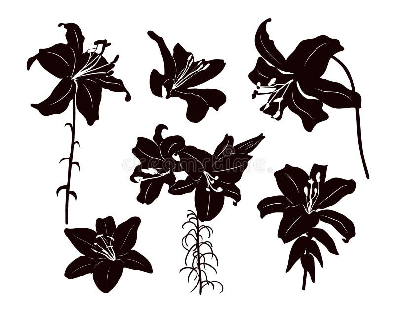 Silhouettes of elegant lily flowers on a stem with leaves and buds. Black outline on white background