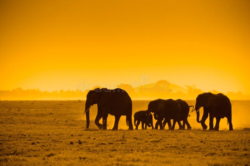 Sagome di elefanti, il parco nazionale di amboseli, in kenya.