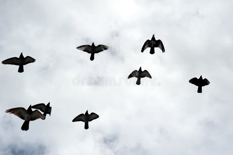 Silhouettes of a flock of birds. stock images