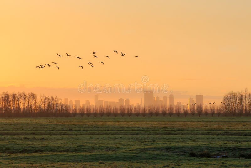 Silhouettes of a flock of gees flying at sunrise in front of the skyline of Rotterdam. royalty free stock images Silhouettes of a flock of gees flying at sunrise in front of the skyline of Rotterdam. royalty free stock images