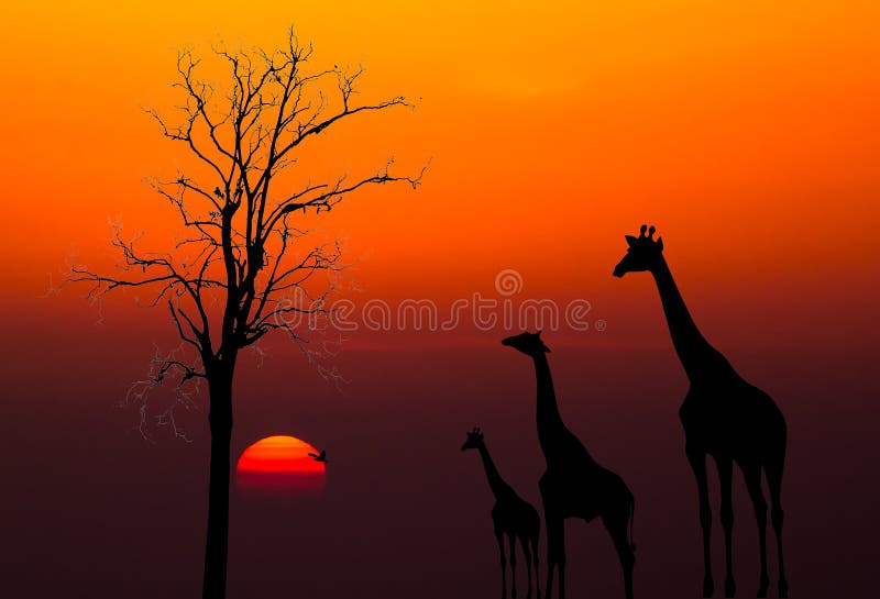 Silhouettes of Giraffes against sunset background