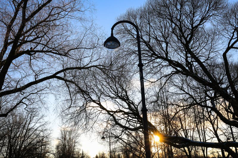 Silhouettes of leafless trees and street light and sun against blue sky on sunset in city park.