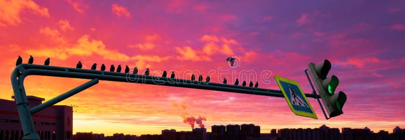 Silhouettes noires de vol?e d'oiseau se reposant sur le r?verb?re vert sur le fond du coucher du soleil urbain dramatique photographie stock Silhouettes noires de vol?e d'oiseau se reposant sur le r?verb?re vert sur le fond du coucher du soleil urbain dramatique photographie stock