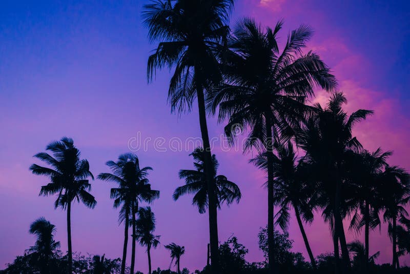 Silhouettes Of Palm Trees On The Background Of An Orange Warm Sky At