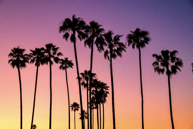 Silhouettes of palm trees on pastel sky