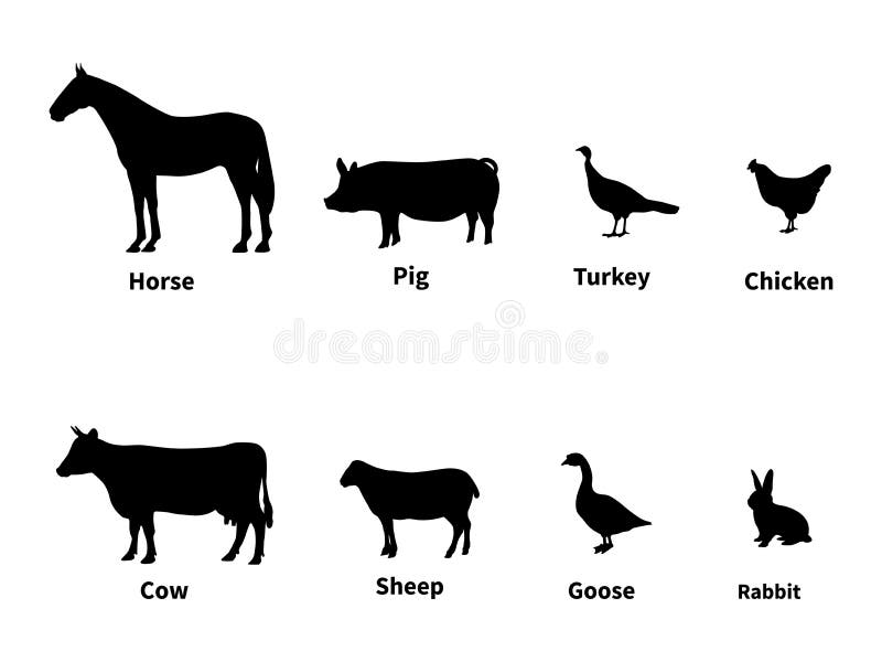 Vector illustration silhouettes set of livestock. Farm animals with the inscription. Isolated on white background. Infographics domestic cattle. Vector illustration silhouettes set of livestock. Farm animals with the inscription. Isolated on white background. Infographics domestic cattle.