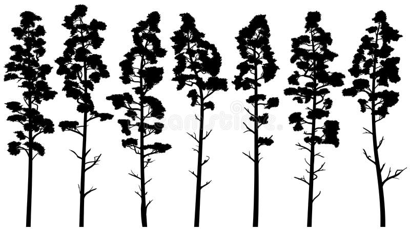 Silhouettes of tall pine trees with bare trunk cedar.