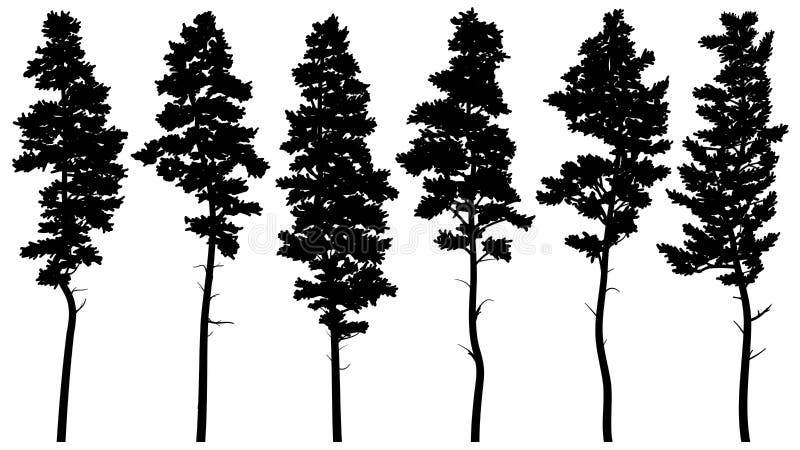 Silhouettes of tall pine trees cedar.