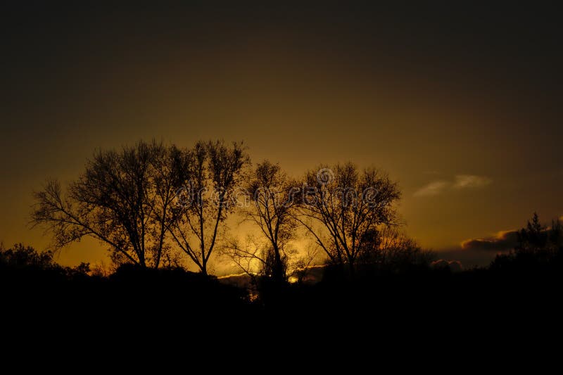 Silhouettes of trees on a yellow evening sky