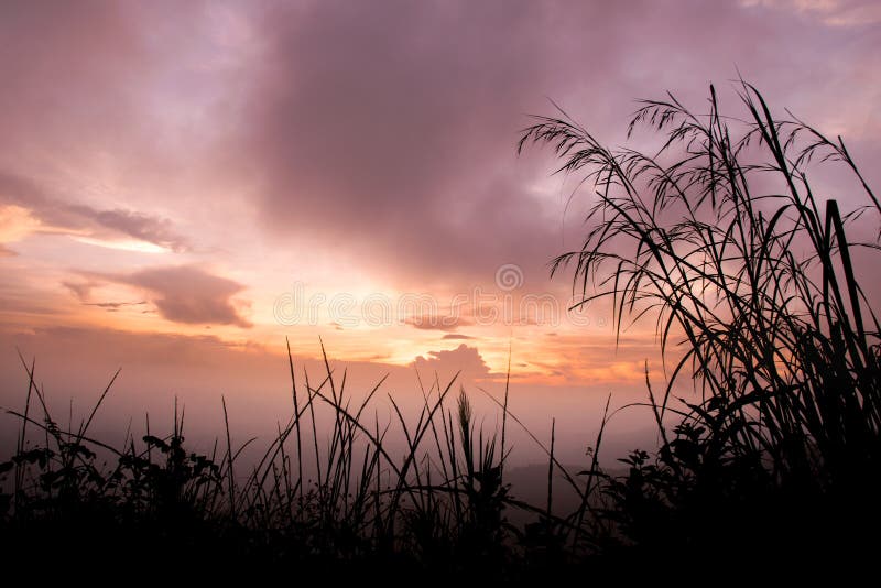 Silhouettieren Sie Gras im Abendhimmel bei purpurrotem Sonnenuntergang stockfotos Silhouettieren Sie Gras im Abendhimmel bei purpurrotem Sonnenuntergang stockfotos