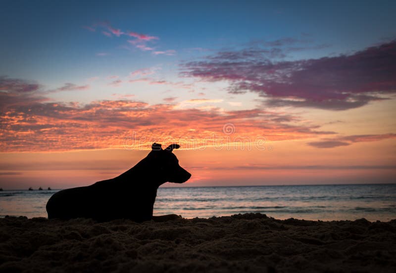 Silhoutte of a dog at sunset on a beach. Silhoutte of a dog at sunset at Mancora beach stock image Silhoutte of a dog at sunset on a beach. Silhoutte of a dog at sunset at Mancora beach stock image