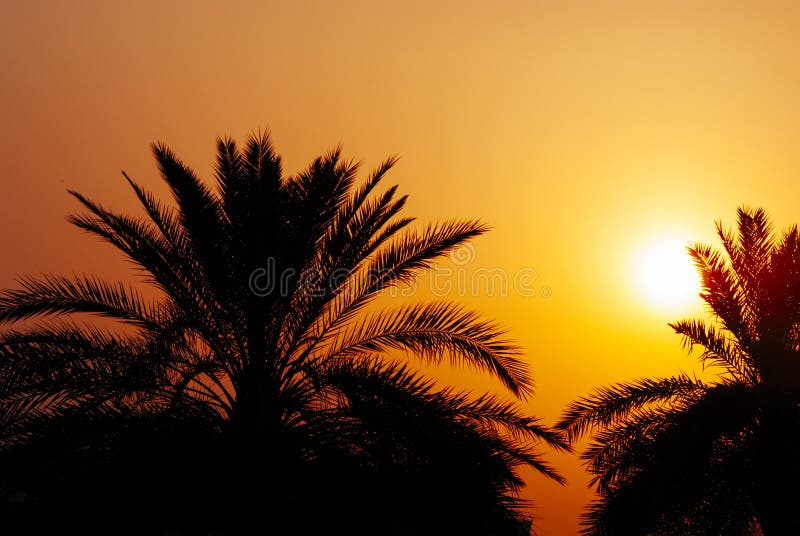 Silhueta da palmeira da data no por do sol bonito em Dubai, UAE Palmas, céu alaranjado e sol na praia do Golfo Pérsico Médio Orie fotos de stock royalty free Silhueta da palmeira da data no por do sol bonito em Dubai, UAE Palmas, céu alaranjado e sol na praia do Golfo Pérsico Médio Orie fotos de stock royalty free