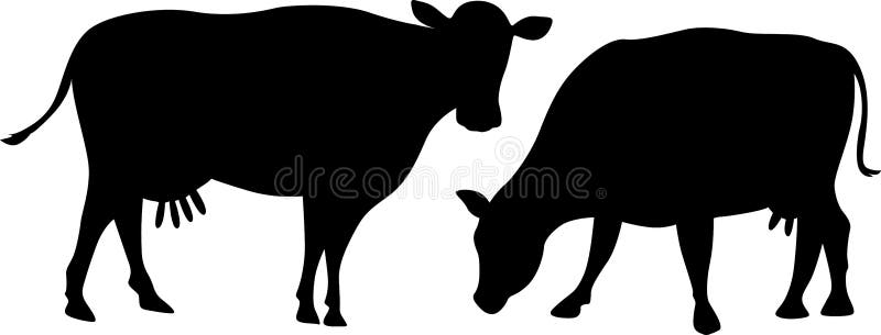 A silhueta da vaca pasta uma posição isolada no branco