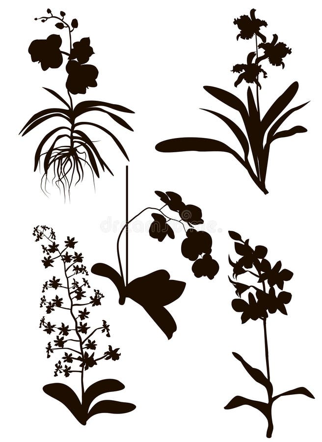 Silhueta preta da flor ilustração stock. Ilustração de