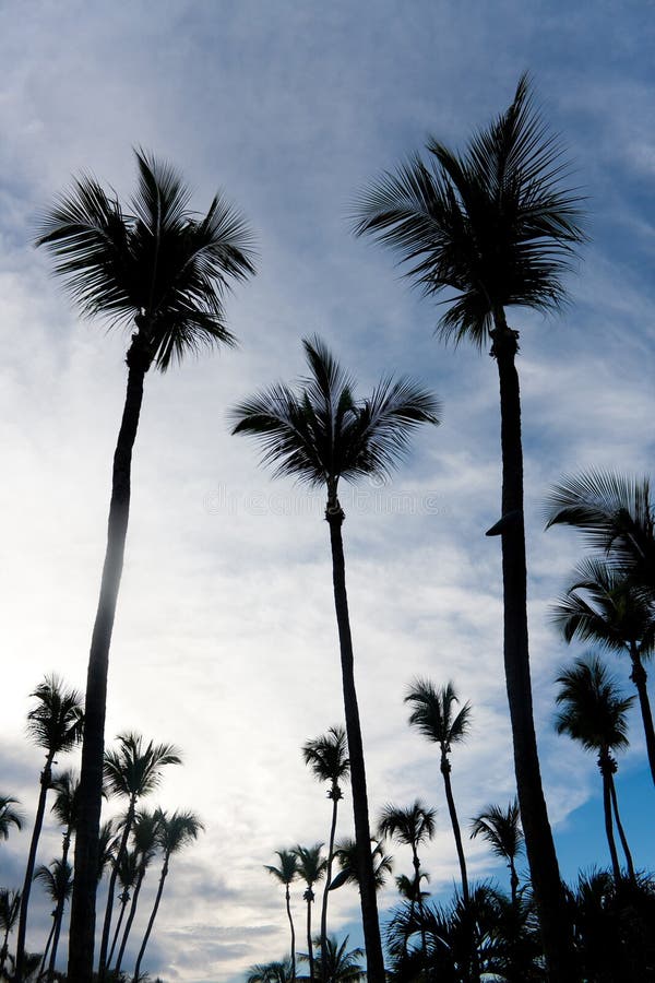 Silhueta das palmeiras